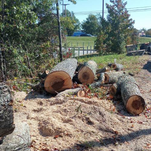 Tree Removal 